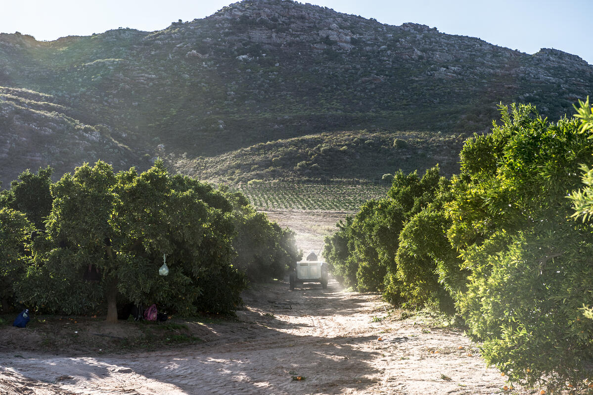 citrus grove