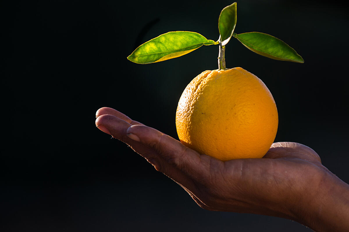 hand holding citrus