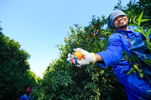 man holding orange