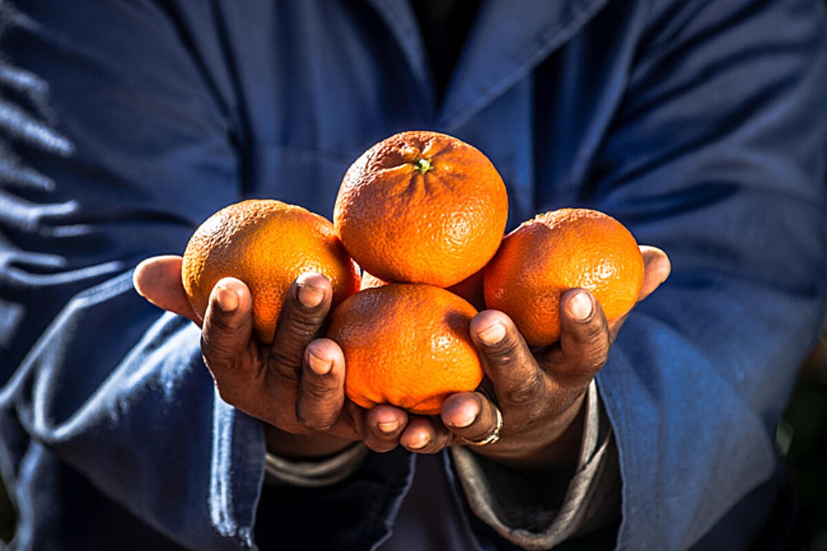 hands holding oranges