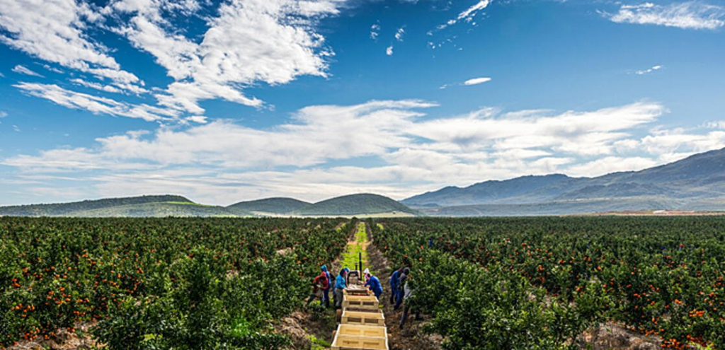 Citrus field