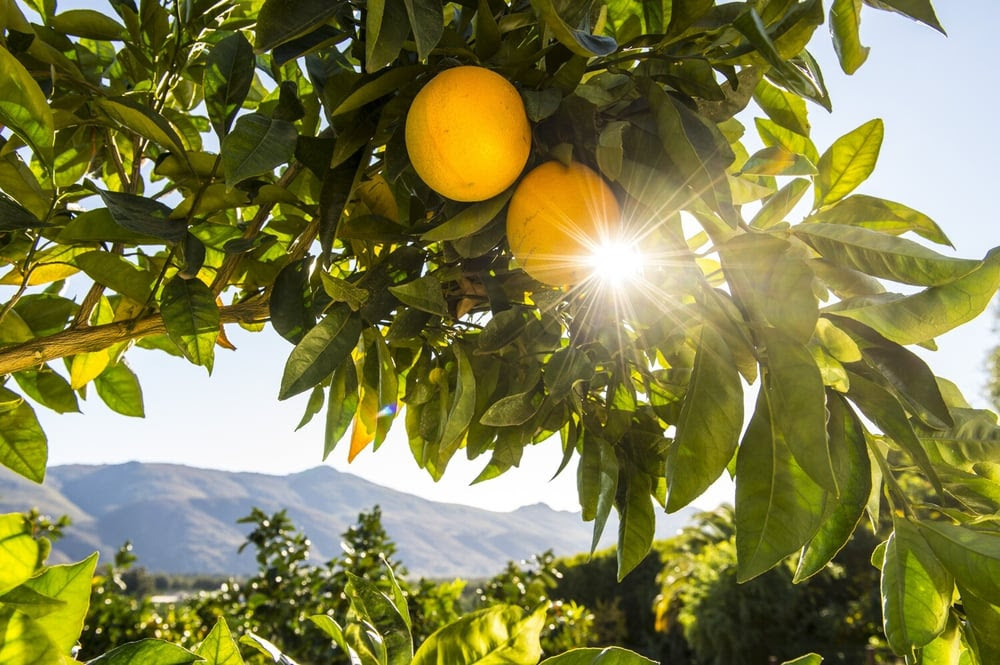 lemons growing on trees